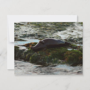 Carte Sceau du port de Sunset Lit II à San Diego