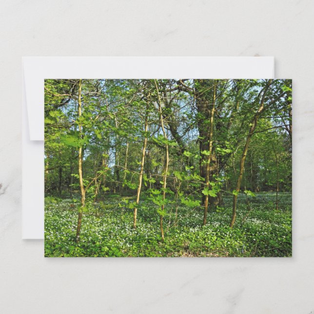 Carte Scène De Bois. Blackweir Woods, Cardiff (Devant)