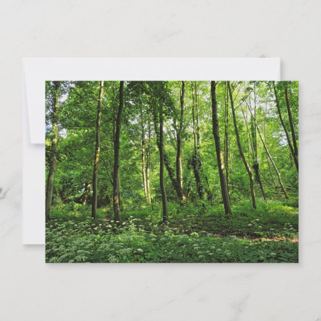 Carte Scène De Bois. Blackweir Woods, Cardiff (Devant)