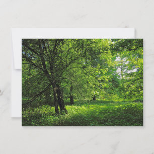 Carte Scène De Bois. Blackweir Woods, Cardiff