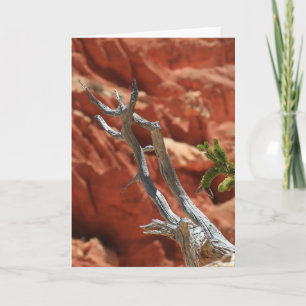 Carte Scène de canyon de Bryce