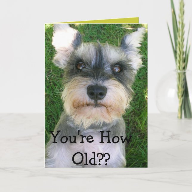 Carte Schnauzer Happy Anniversaire (Devant)