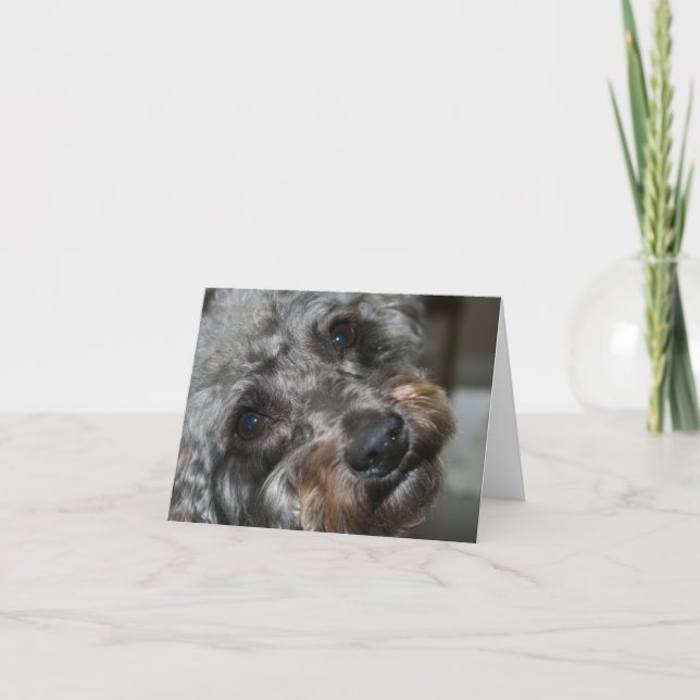 Carte Schnoodle sweetheart (Devant)