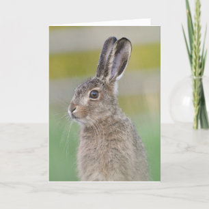 carte scotland lièvre Brown