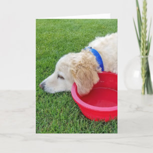 Carte se remettre bientôt le chien avec un bol d'eau rou