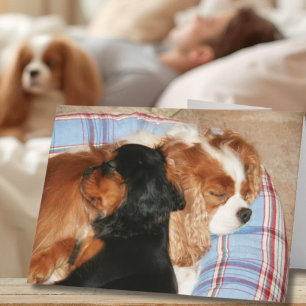 Carte Se sentir mieux après un cancer Cavalier King Char