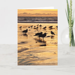Carte Sea Gulls On Beach At Sunset