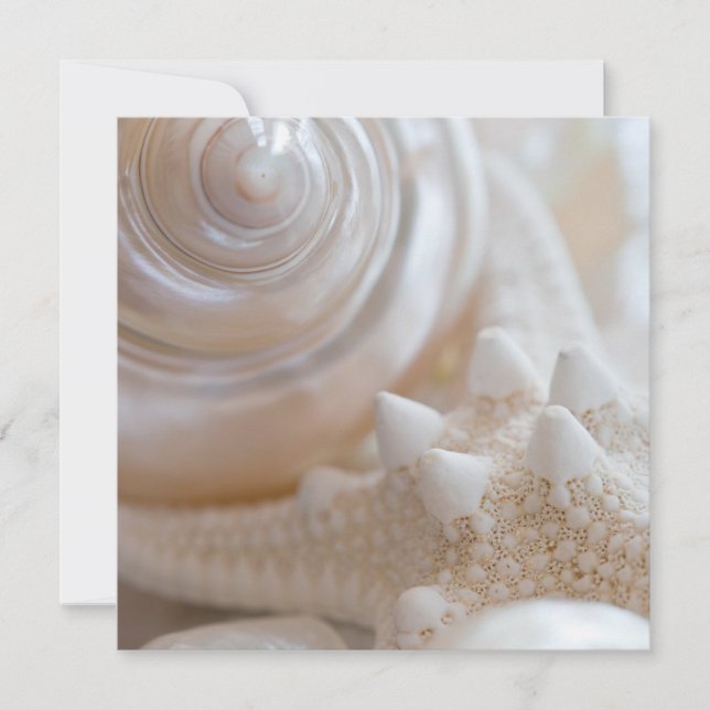 Carte Sea Shell & Starfish Arrière - plan - Beach Shells (Devant)