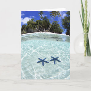 Carte Sea stars, Rock Islands, Palau 2