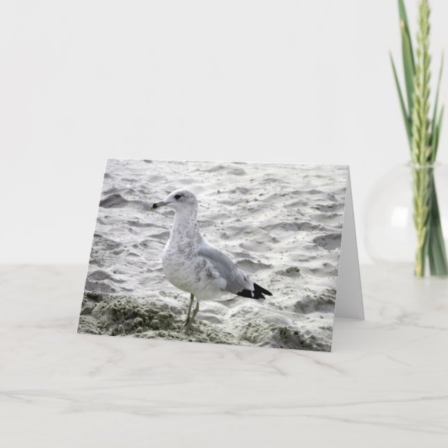 Carte SEAGULL (Devant)
