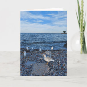 Carte Seagulls on the Beach at Lake Ontario