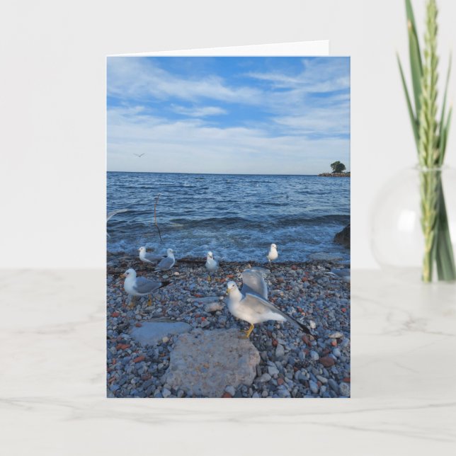 Carte Seagulls sur le lac Ontario (Devant)