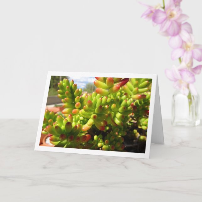 Carte Sedum Rubrotinctum, plante succulente Jelly Bean (Orchidée)