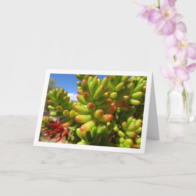 Carte Sedum Rubrotinctum, Plante succulente Jelly Bean (Orchidée)