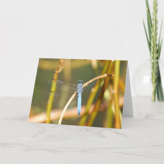 Carte Seigneur Of The Swamp (Devant)