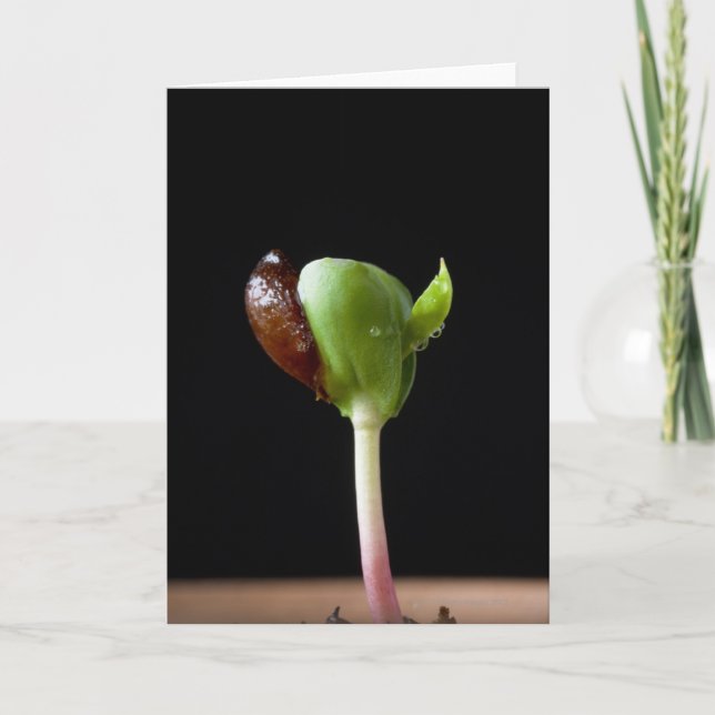 Carte Semis de pomme avec coquille de graines (Devant)