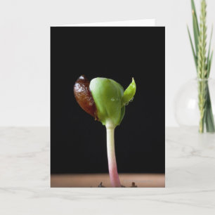 Carte Semis de pomme avec coquille de graines