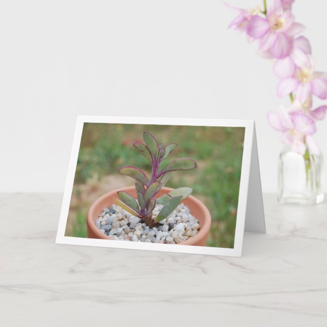 Carte Senecio Crassissimus, Plante Succulente (Orchidée)