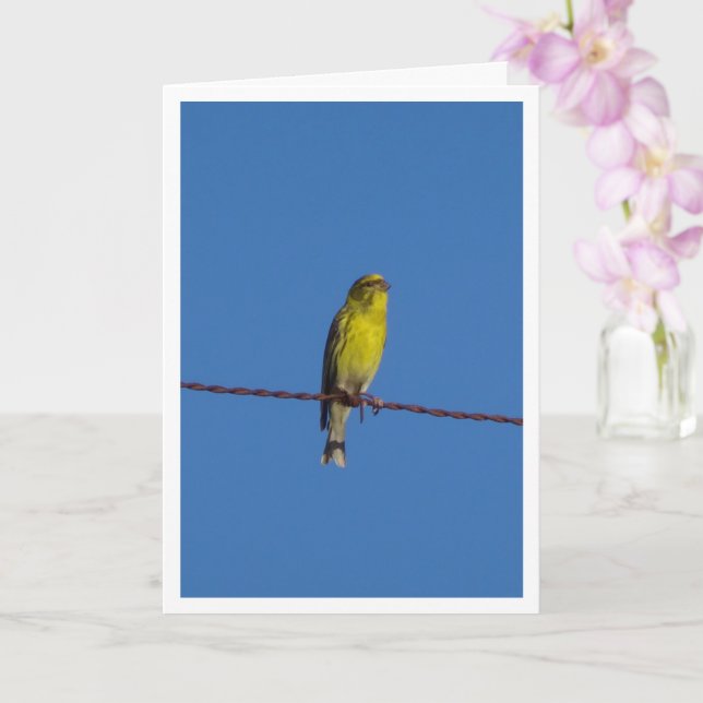 Carte Serin Bird Portrait Card européenne (Orchidée)