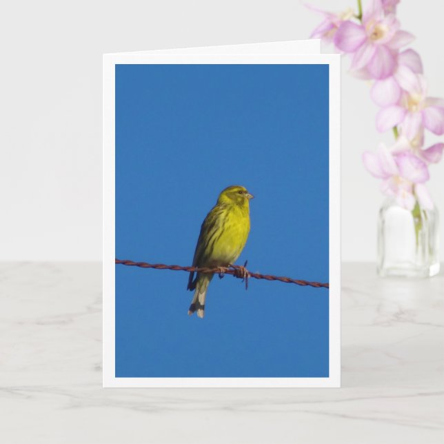 Carte Serin Bird Portrait Card européenne (Orchidée)