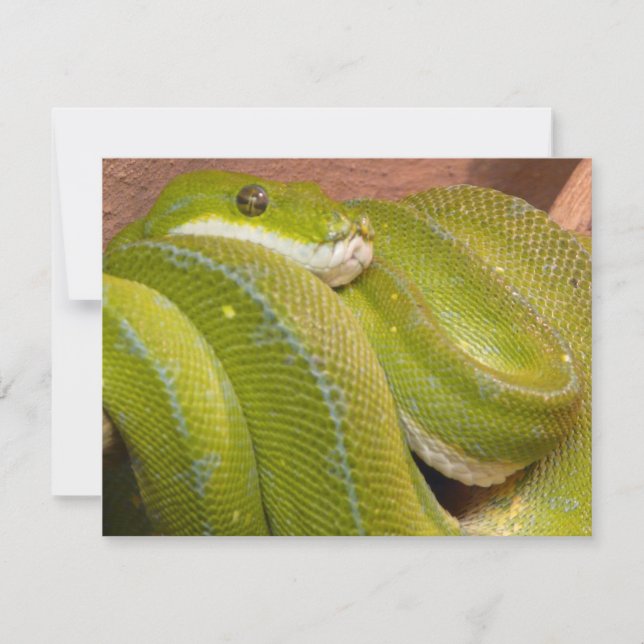Carte serpent vert (Devant)