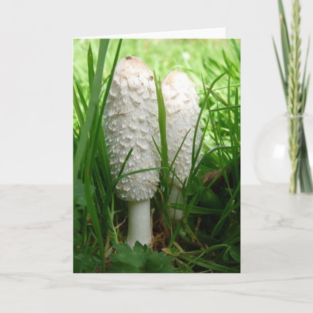 Carte Shaggy Ink Cap (Devant)