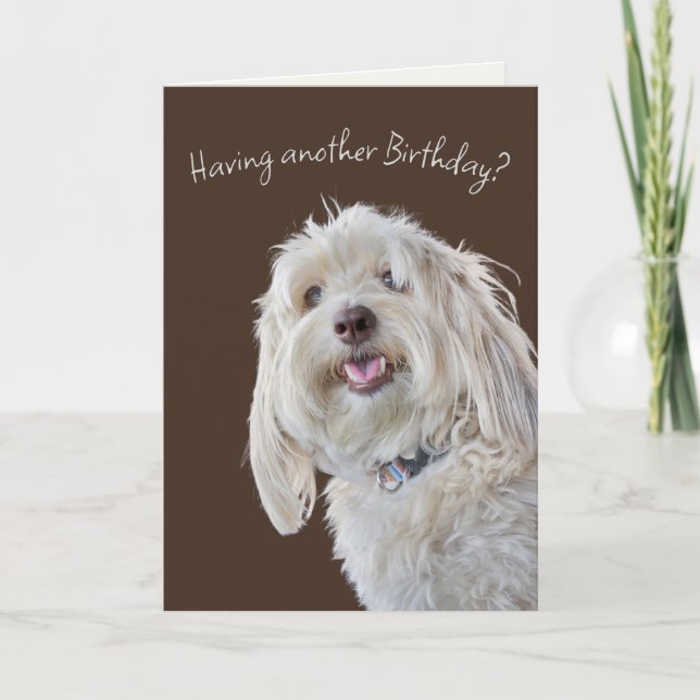 Carte Shaggy Poodle Humour d'anniversaire (Devant)