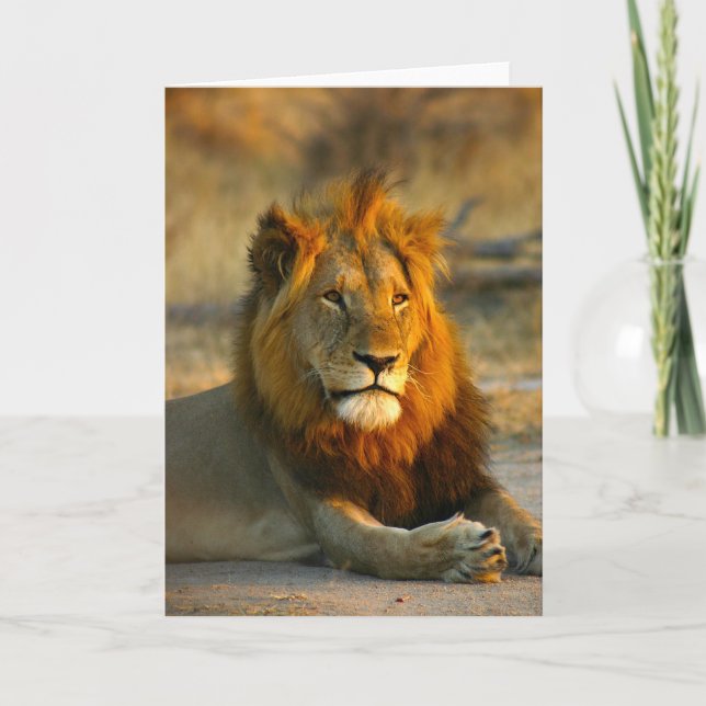 Carte Shaka le lion au coucher du soleil (Devant)