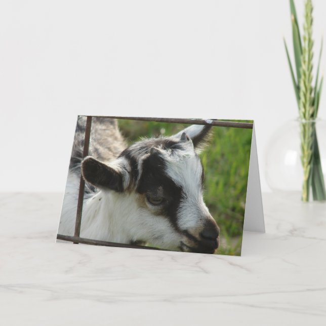 Carte Shamrock (Devant)