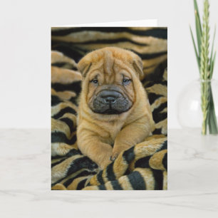 Carte Shar-Pei 4 week