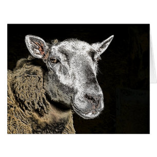 CARTE SHEEP