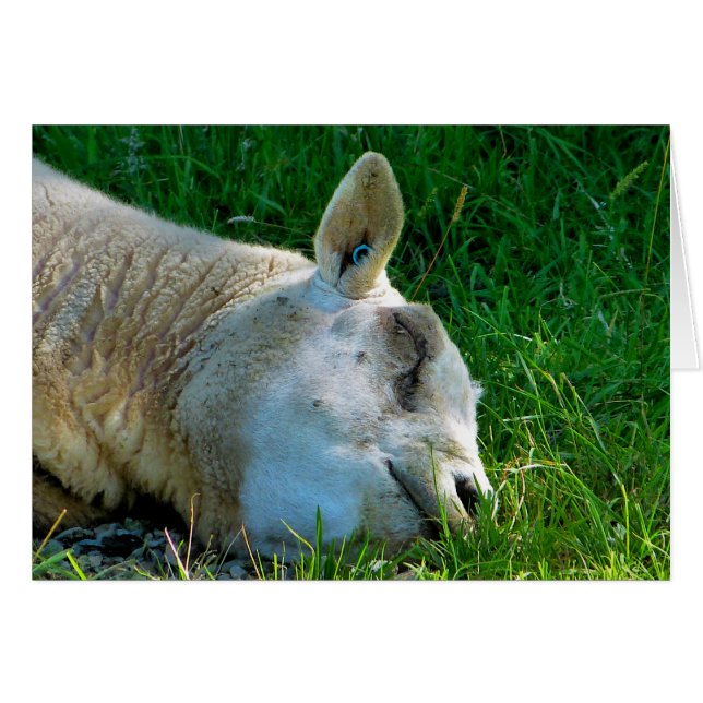 Carte SHEEP (Devant horizontal)