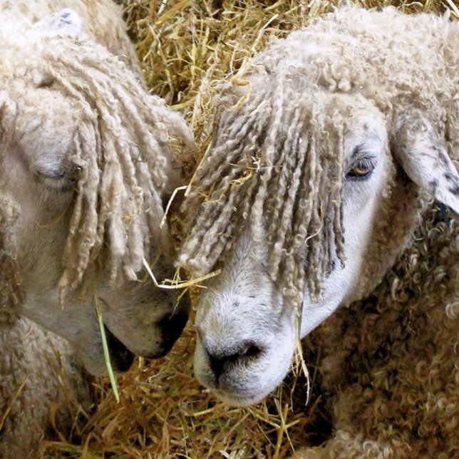 CARTE SHEEP (Two beautiful Cotswold sheep captured photographically in a funny and humorous moment.)