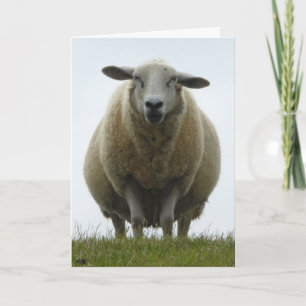Carte Sheep Apology Card
