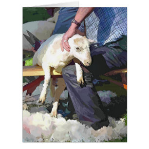 CARTE SHEEP SHEARING