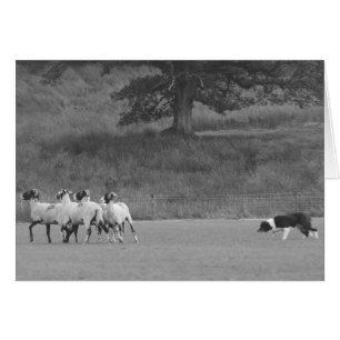 Carte Sheepdog Herding Sheep