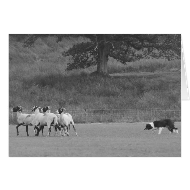 Carte Sheepdog Herding Sheep (Devant horizontal)