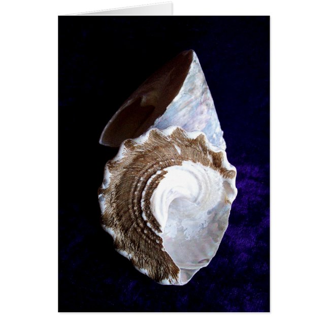 Carte Shells (Devant)