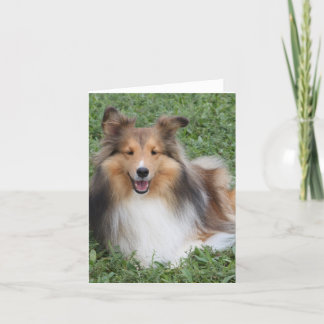Carte Sheltie