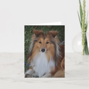 Carte Sheltie Sheepdog