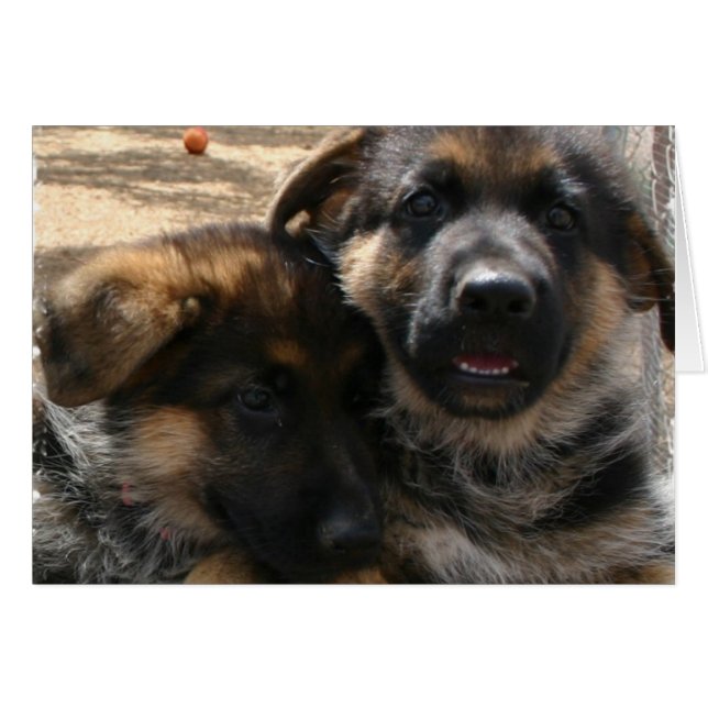 Carte Shepherd Puppies (Devant horizontal)