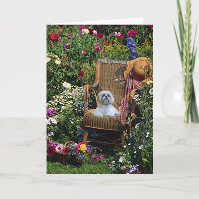 Carte Shih Tzu Garden Card (Devant)