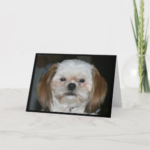 Carte Shih Tzu Vaut Mieux Avoir Un Joyeux Nouvel An !