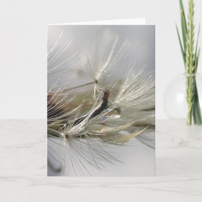 Carte Shimmers de pisser en dandelion d'argent au soleil (Devant)