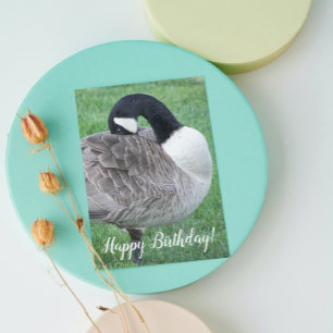 Carte Shy Canada Goose Photo Birthday