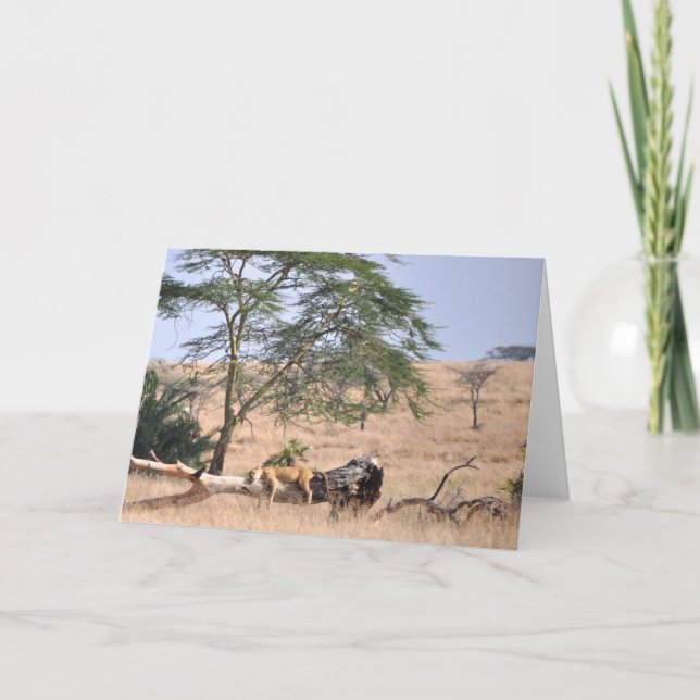 Carte Siesta, Serengeti (Devant)