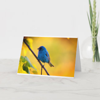 Carte Silent wonders blank greeting card indigo bunting