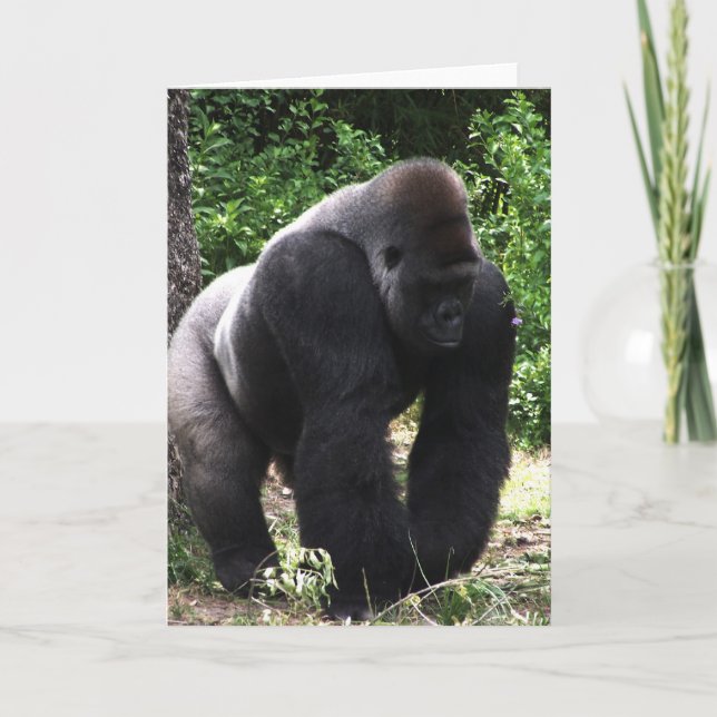 Carte Silverback Male Gorilla marche vers le bas.jpg (Devant)