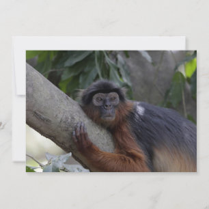 Carte Singe de l'Ouest Red Colobus
