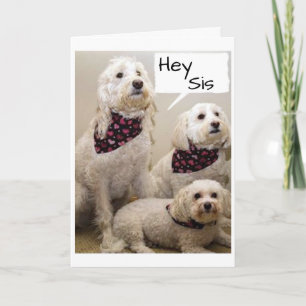 CARTE SIS SOUHAITÉ "HEUREUX ANNIVERSAIRE" PAR 3 PUPS